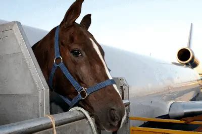 transporting horses by air cost.